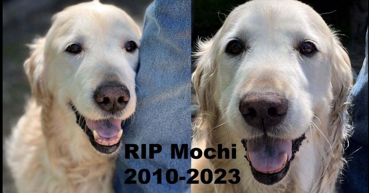Goodbye Messages to My Dog Who Passed Away